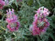   Purple Sage  