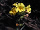   Wide Throated Monkey Flower  