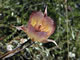   Mariposa Lily  