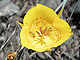   Yellow Mariposa Lily  