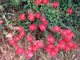   Indian Paintbrush  