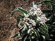   Desert Milkweed  