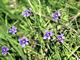   Blue Eyed Grass  