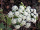   Poison Hemlock  