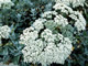   Queen Anne's Lace  