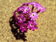   Red Sand Verbena  