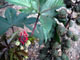   Castor Bean Plant  