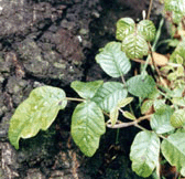 Poison Oak