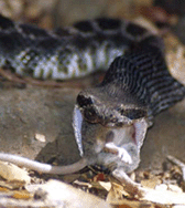 Rattlesnake