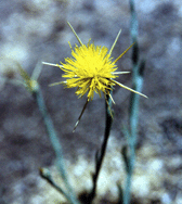 Star Thistle