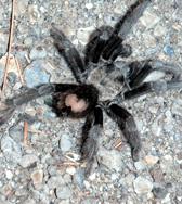 Tarantulas