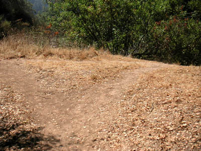 Image Number Five