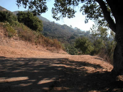 Image Number Four